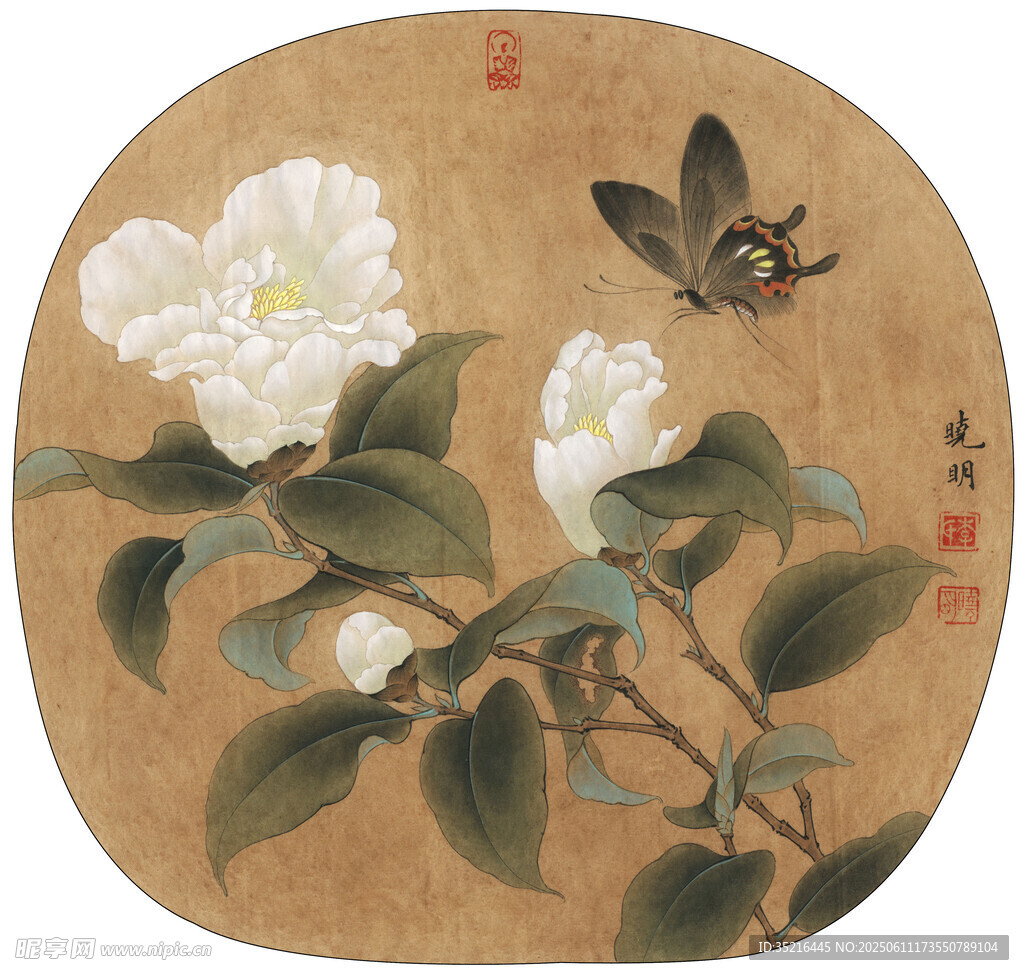 工笔茶花蝴蝶图