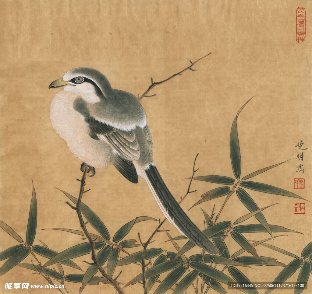 竹枝上的长尾鸟