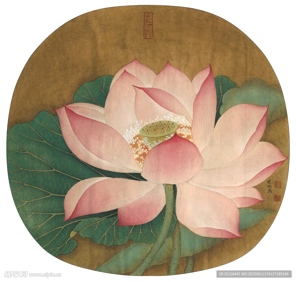 古典工笔绘粉色盛开荷花