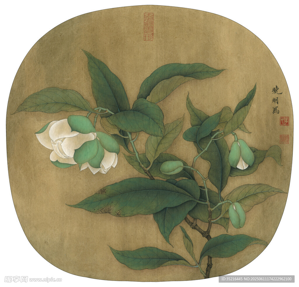 中式古画中的白茶花与绿叶