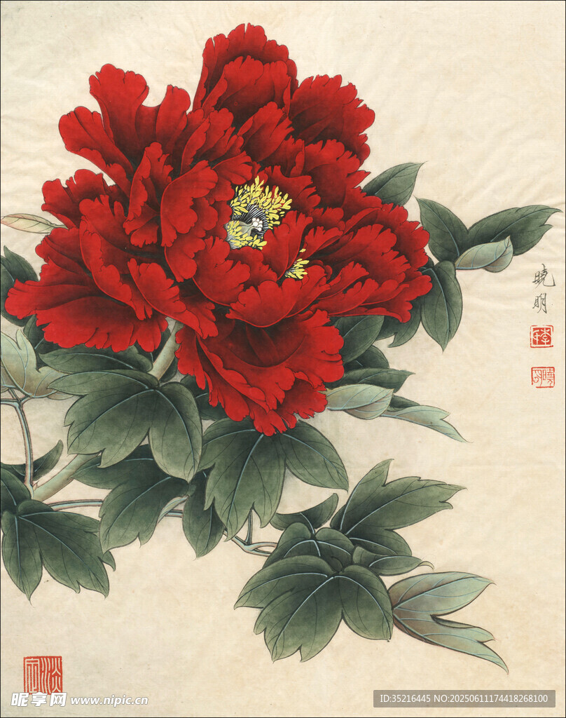 国画红牡丹