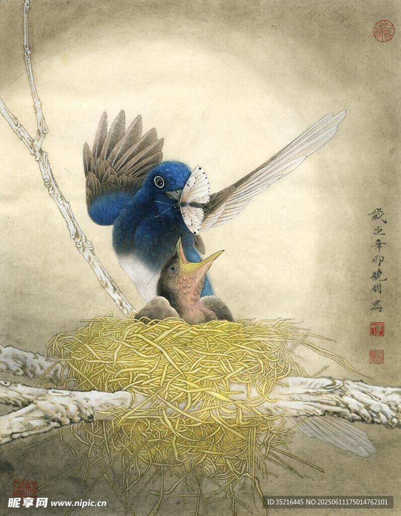 蓝鸟栖于巢边展翅瞬间