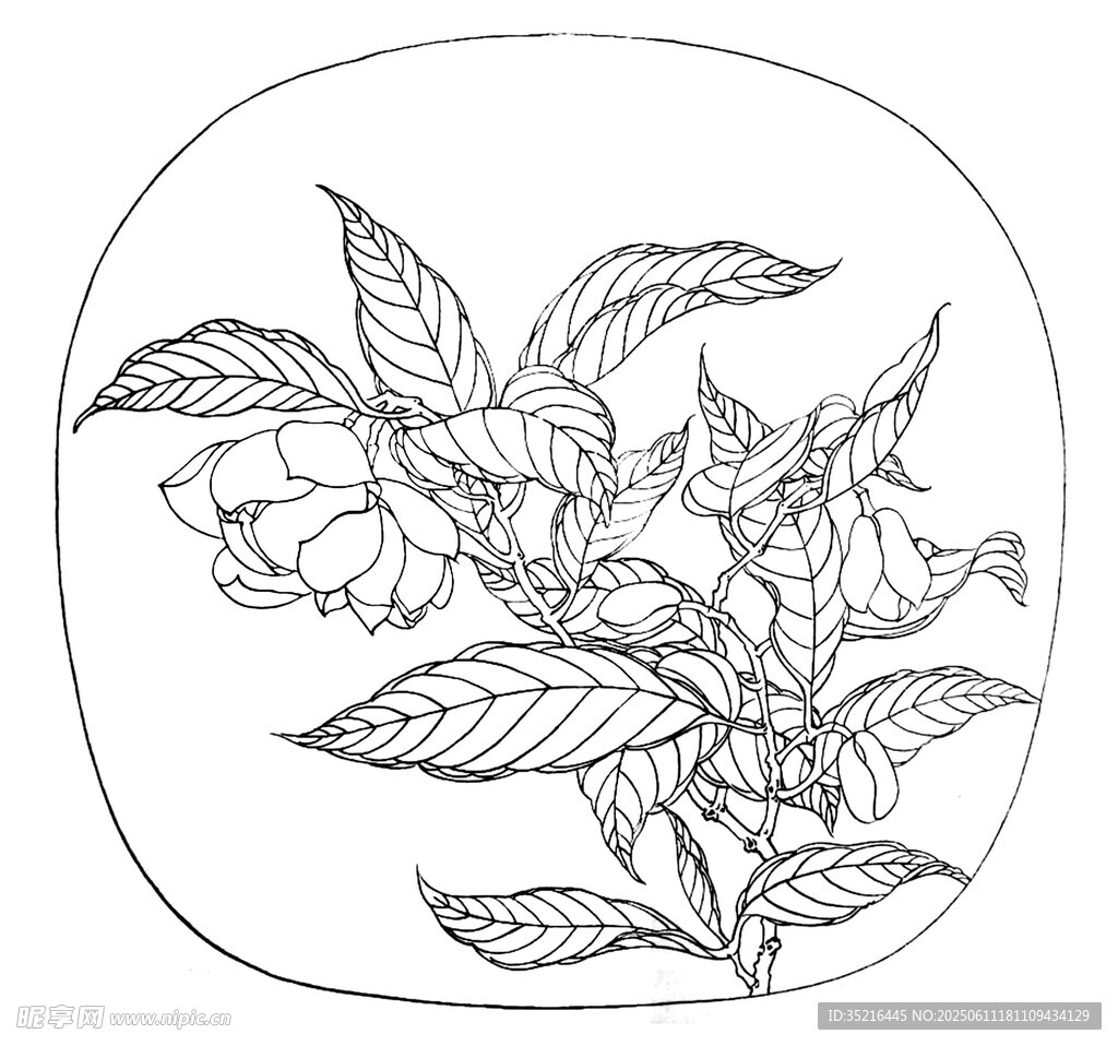 花卉植物线描图案