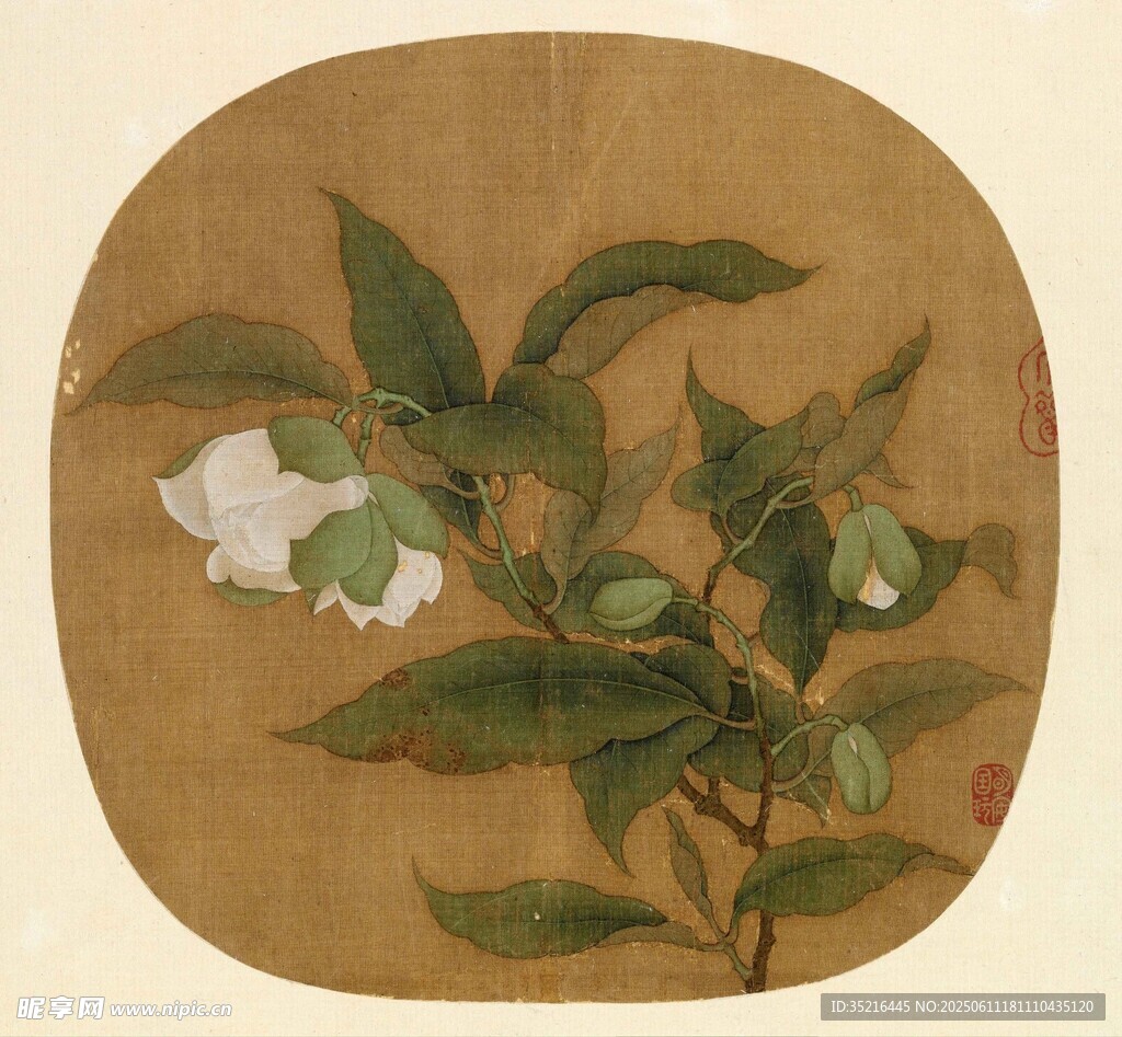 白花卉绿叶图