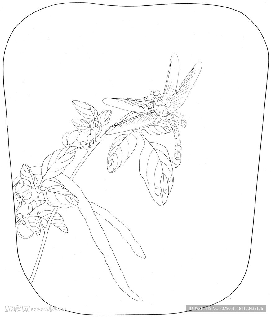 手绘植物花卉线稿图
