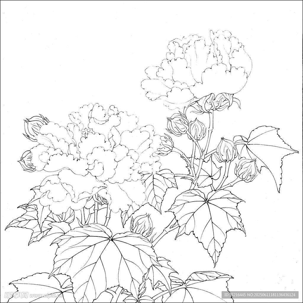 花卉线描图