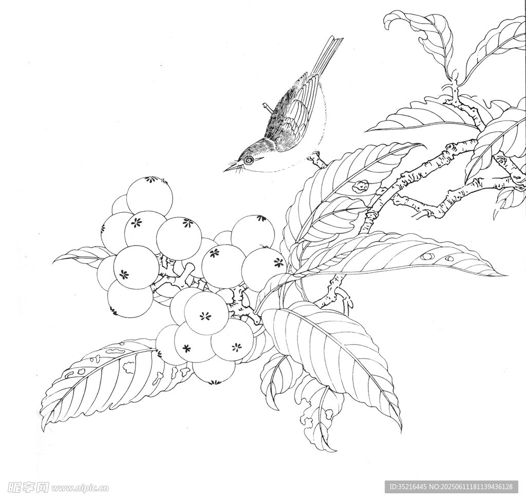 花鸟白描图