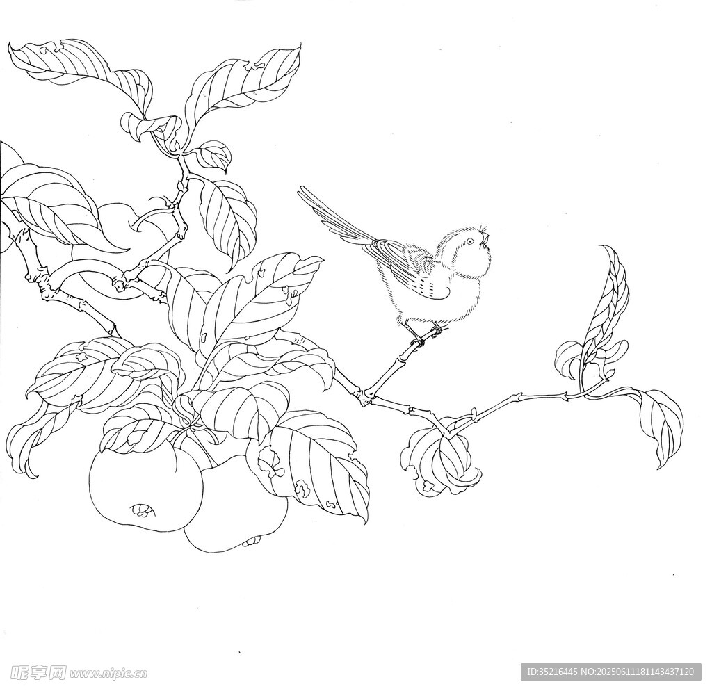 花鸟线描图