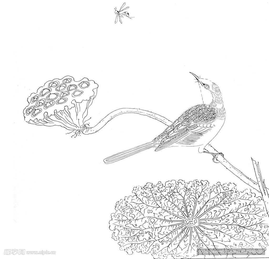 花鸟素描图