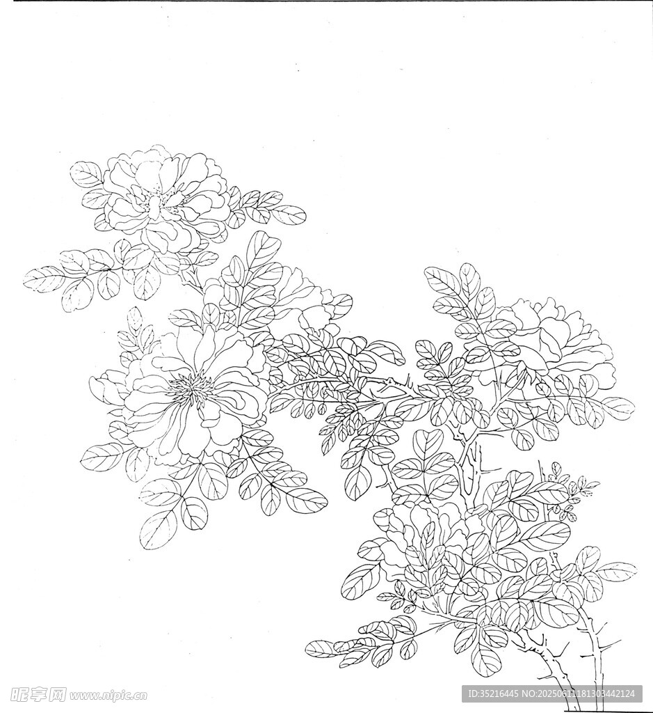 花卉植物线稿图
