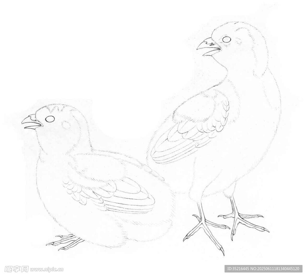 两只雏鸡素描图