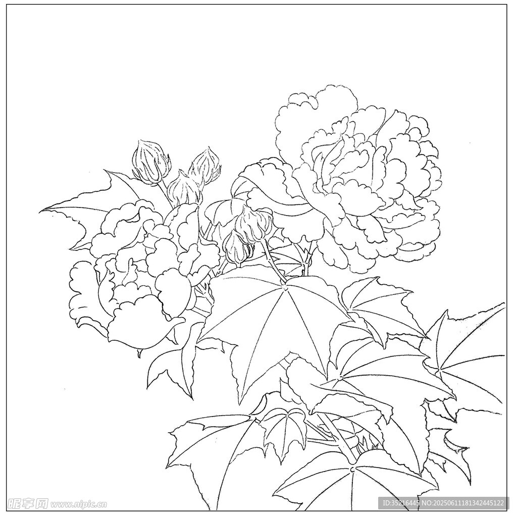 牡丹花卉线稿图