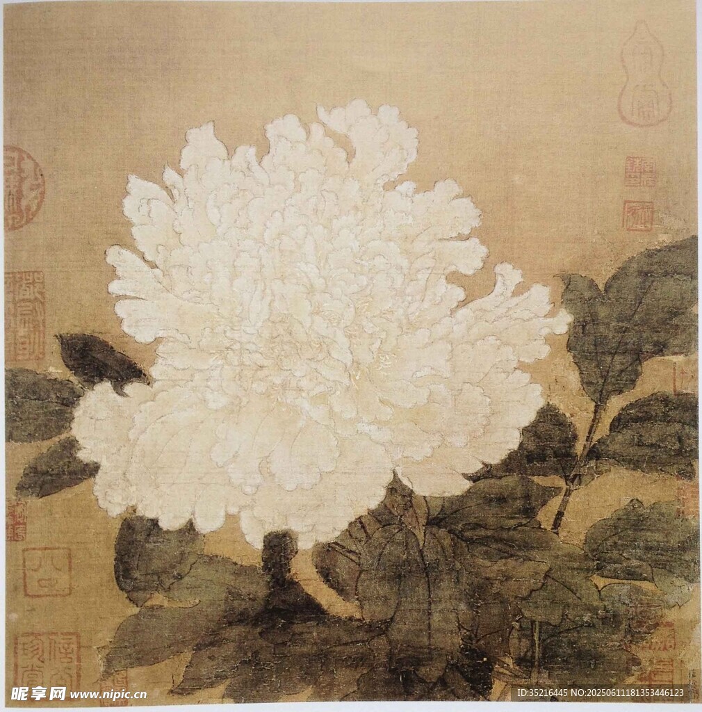白牡丹国画花卉图