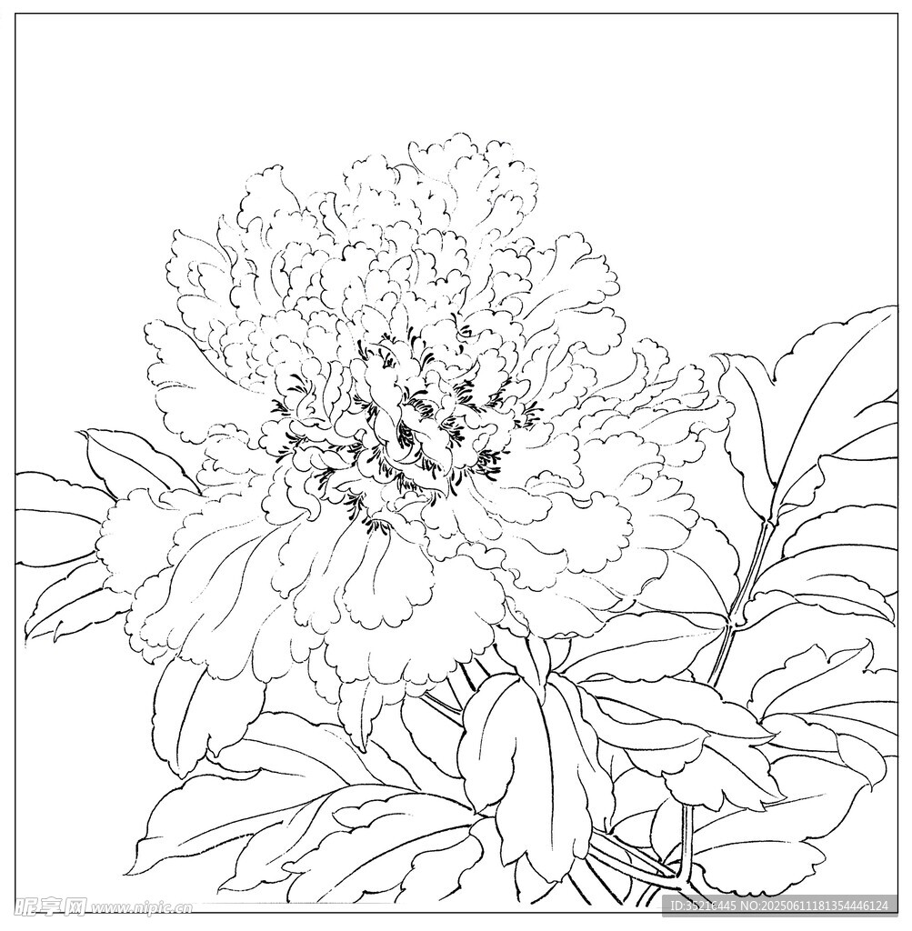 白描牡丹花卉图