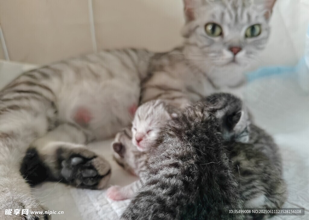 猫和猫仔