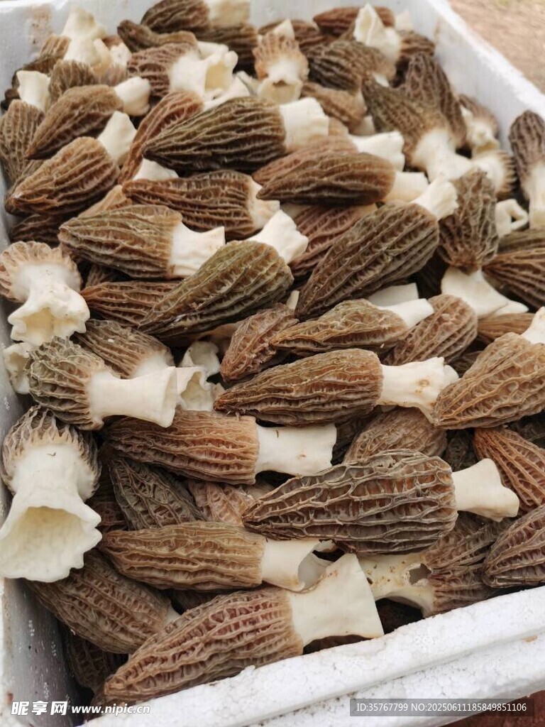 新鲜羊肚菌