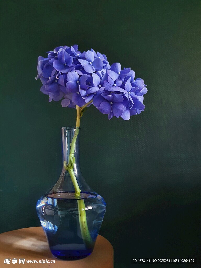 蓝绣球插于透明花瓶中