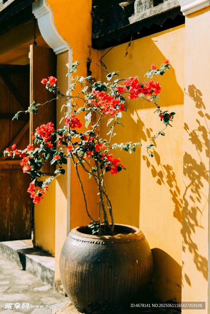 黄墙旁的繁花陶罐景致