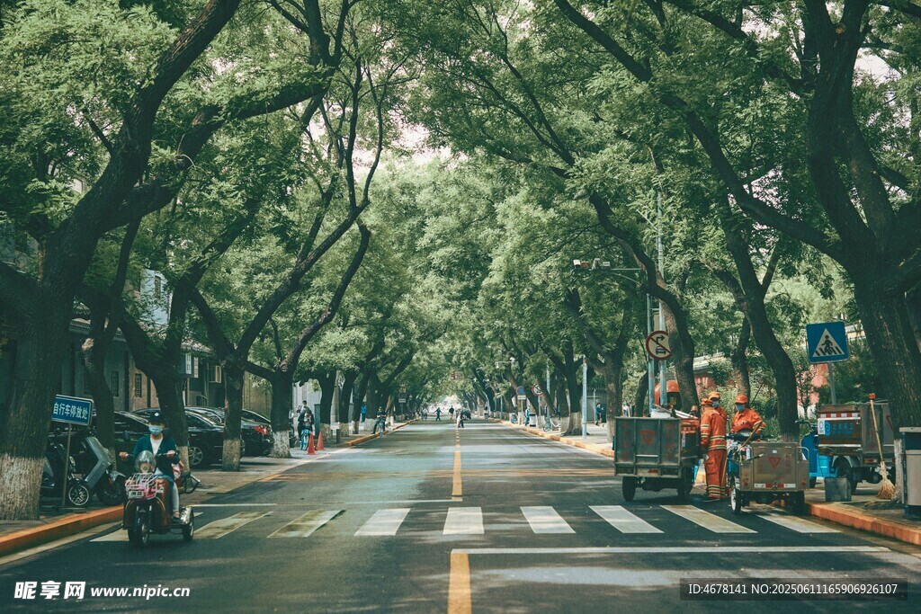 林荫大道的静谧街景
