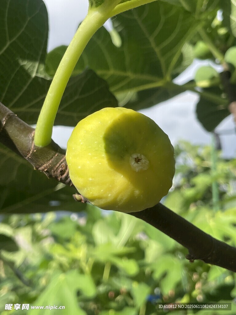 无花果