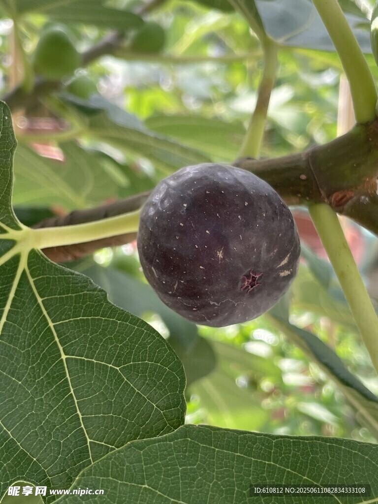 无花果