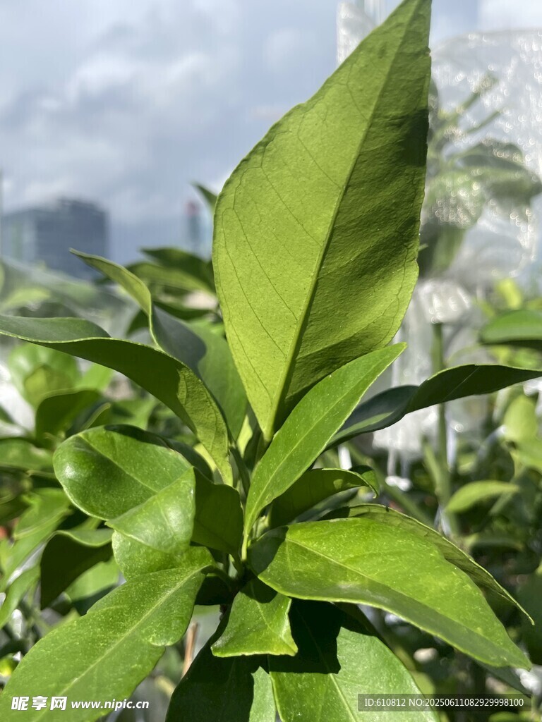 嫩绿叶片特写