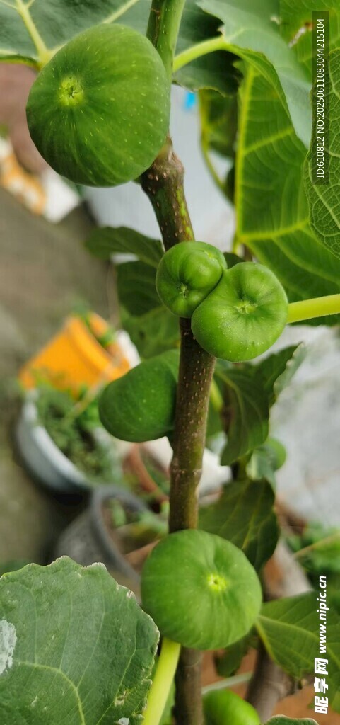 无花果