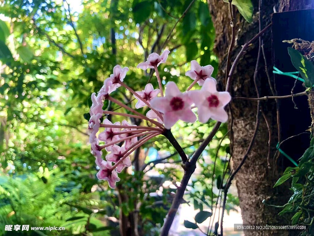 绽放的花朵