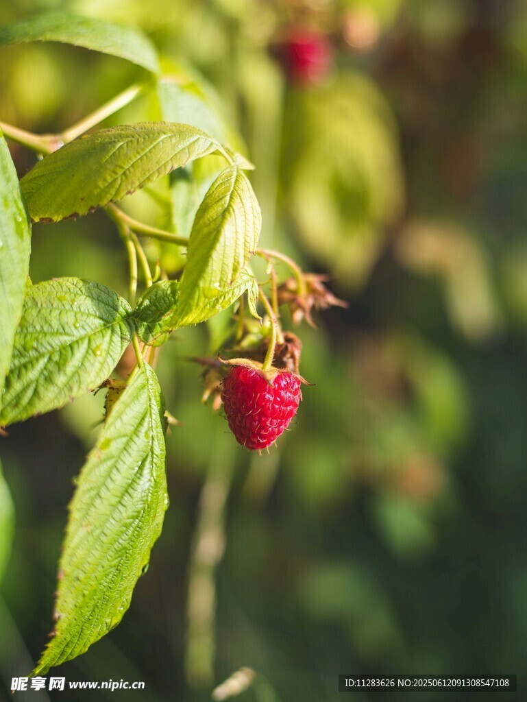 枝头红嫩树莓