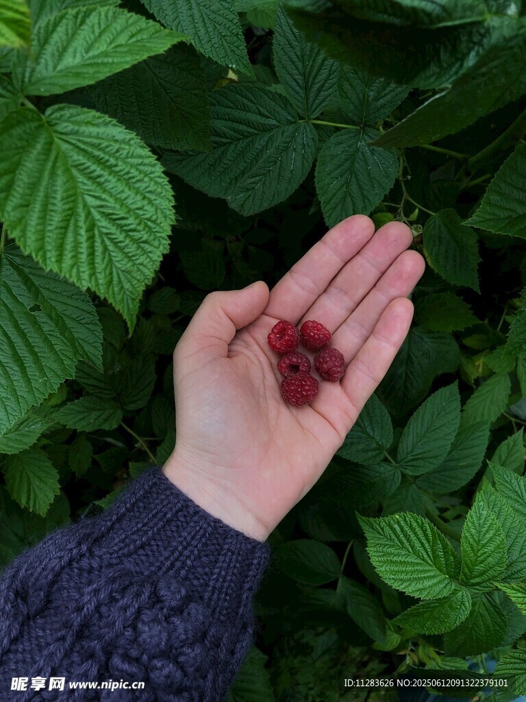 手捧新鲜树莓于绿叶间