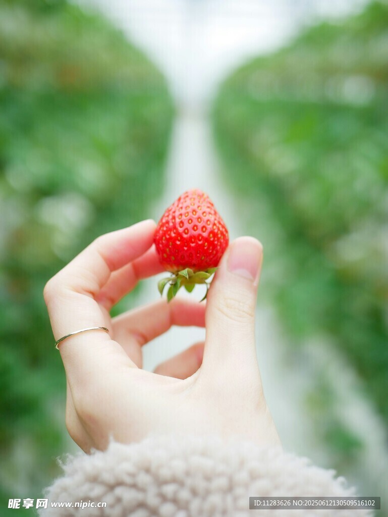 手捧鲜红草莓特写