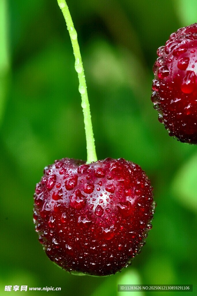 水润红樱桃