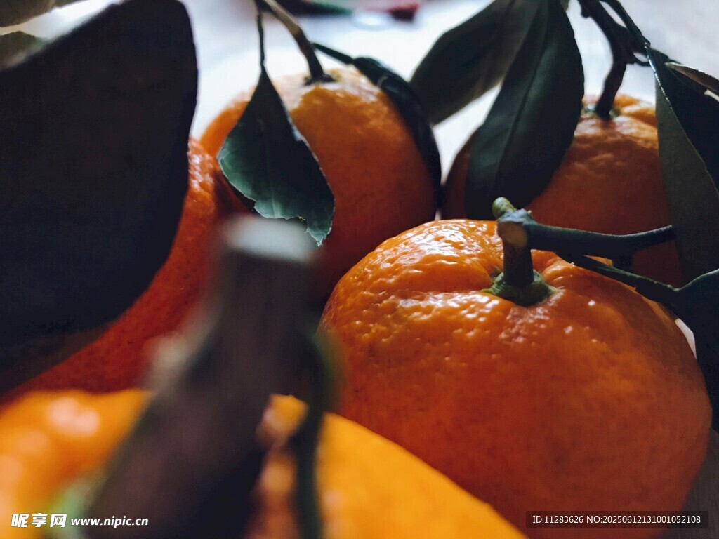 新鲜饱满的橘子挂在枝头