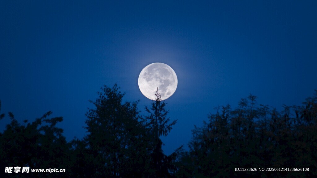 夜空下的明月与树梢