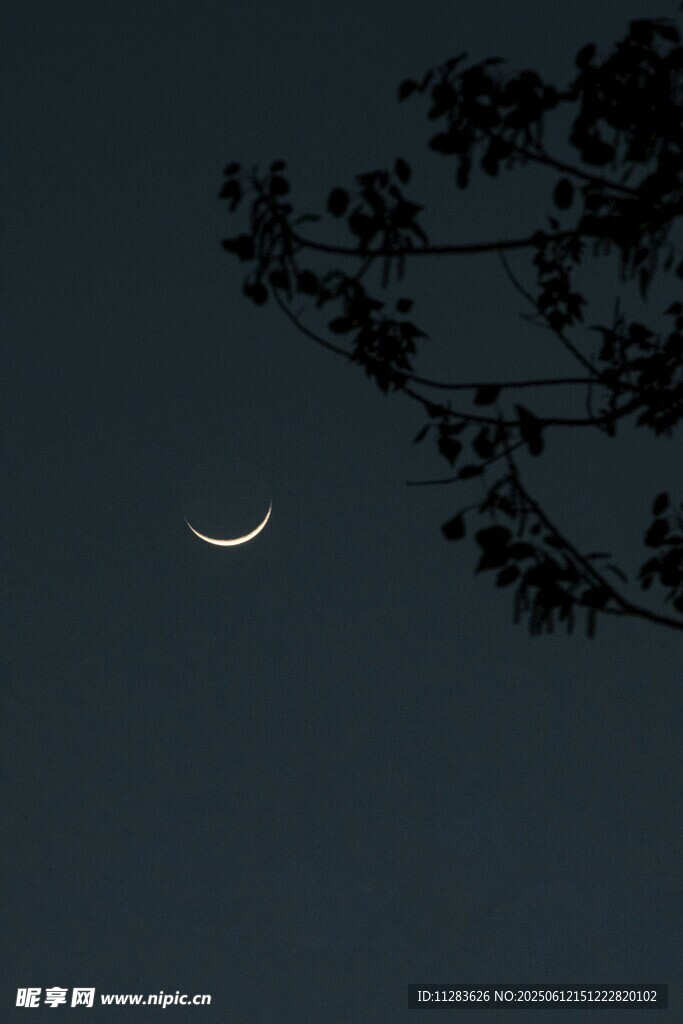 夜空下的弯月与枝叶