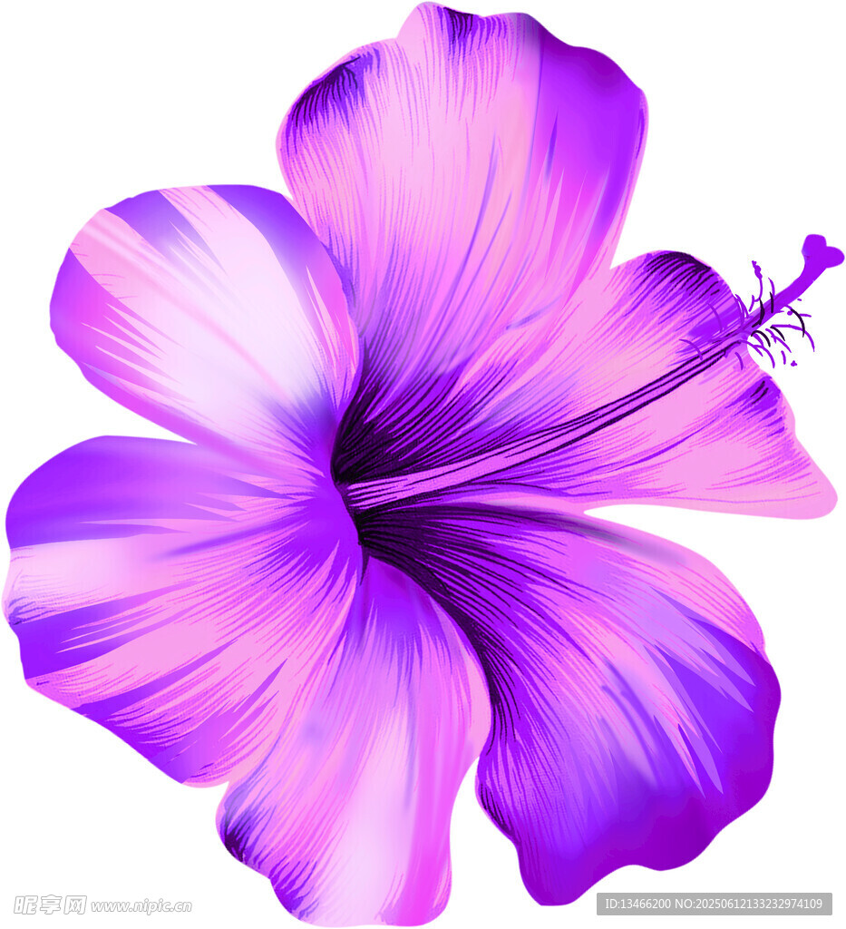 木槿花