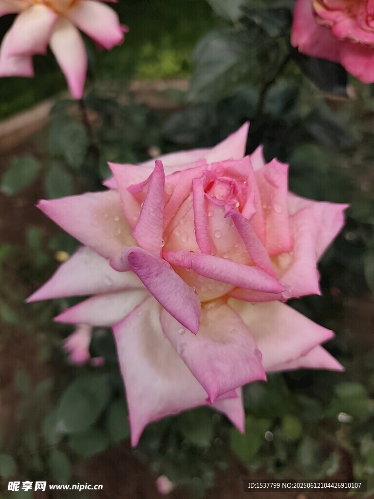 粉色娇艳月季花