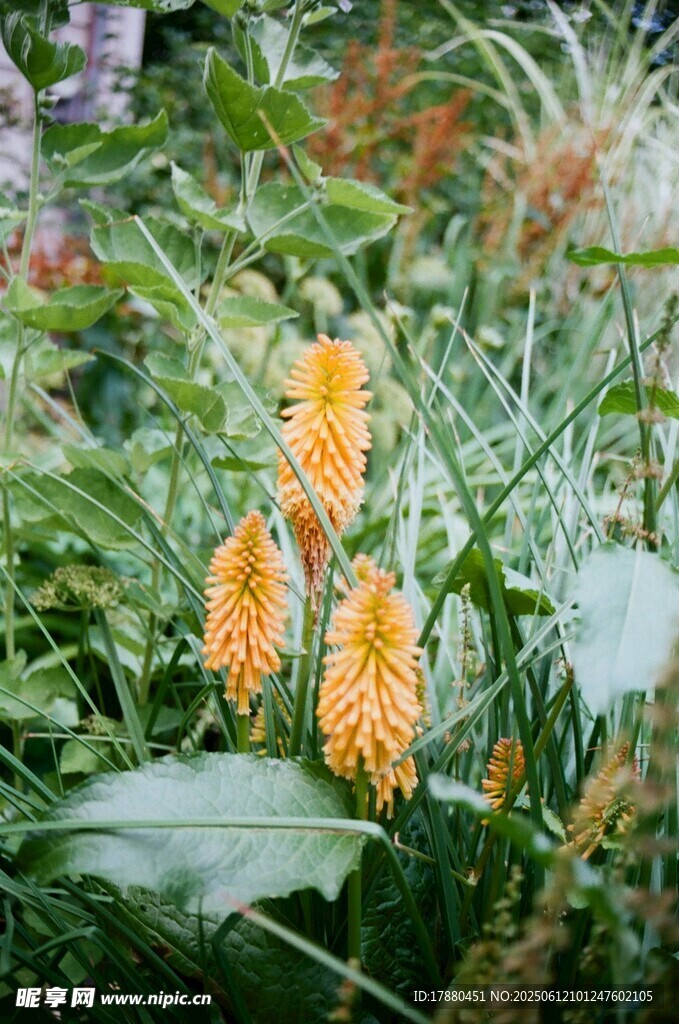 火炬状花朵