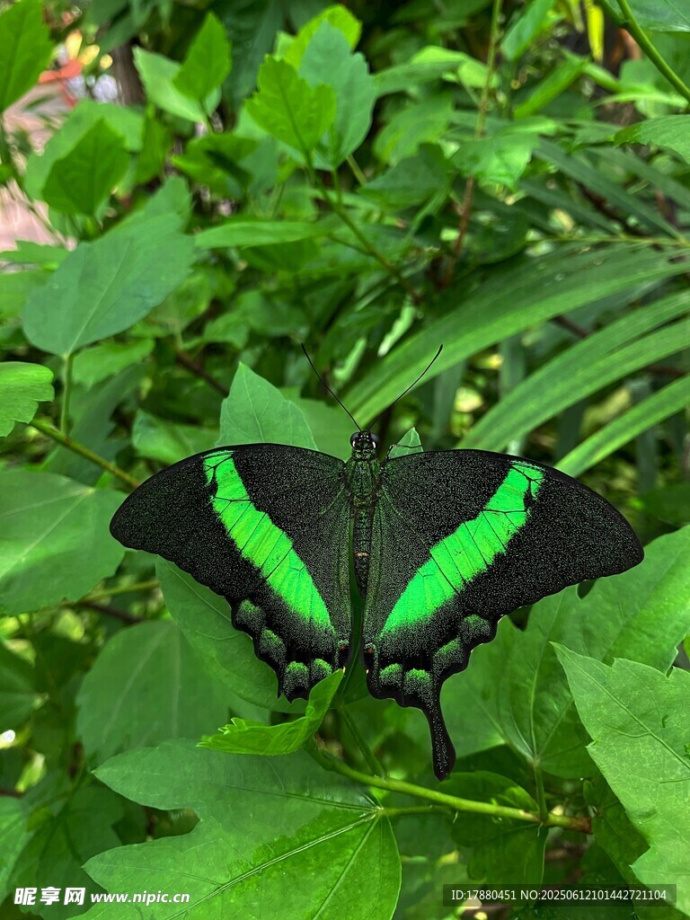 蝴蝶