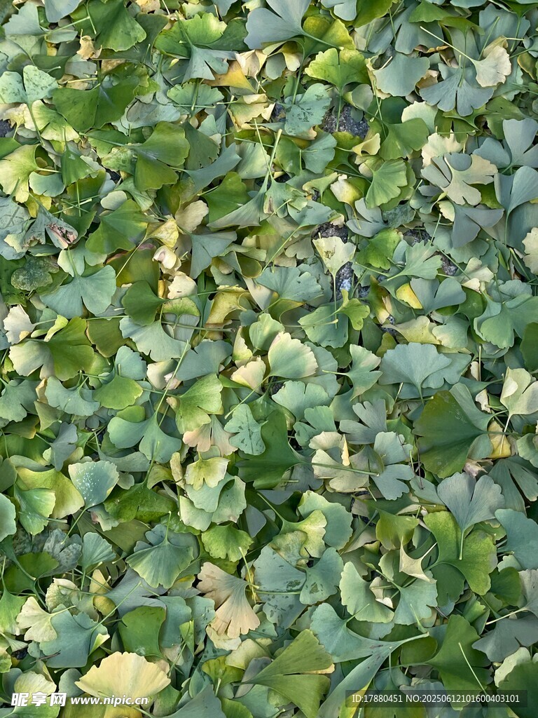 绿叶植物