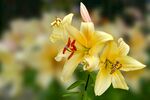 百合花