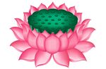 睡莲