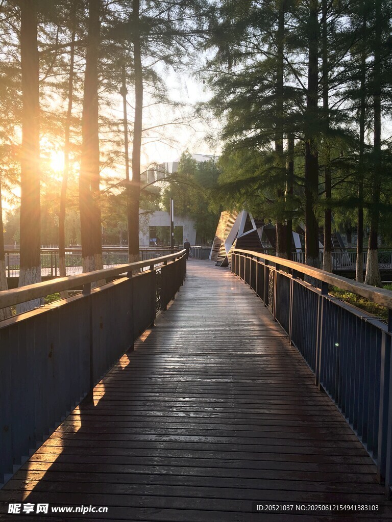 夕阳下的林间木栈道