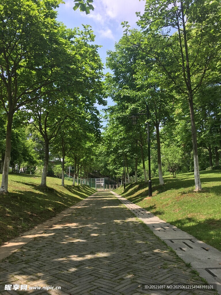 林间幽静小道 绿意盎然