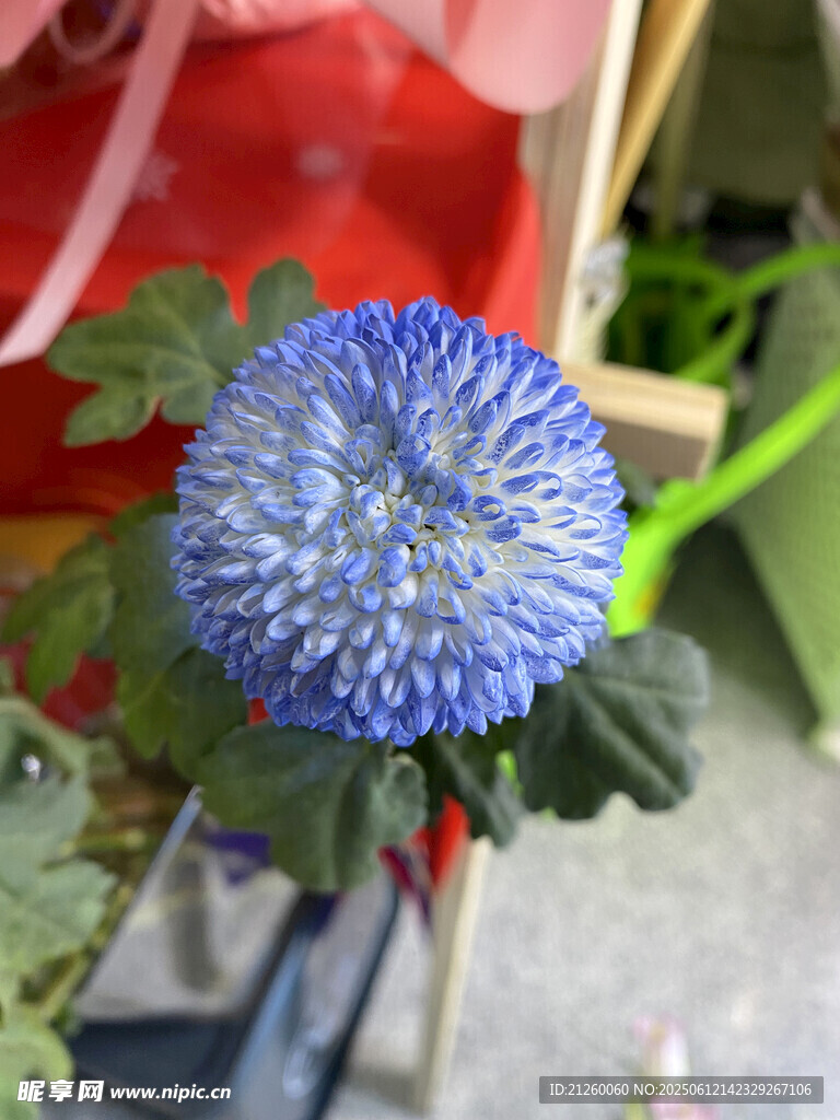 蓝绒球菊花特写