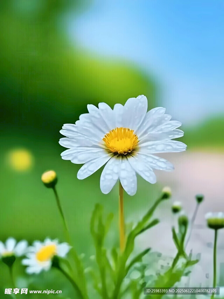 雏菊