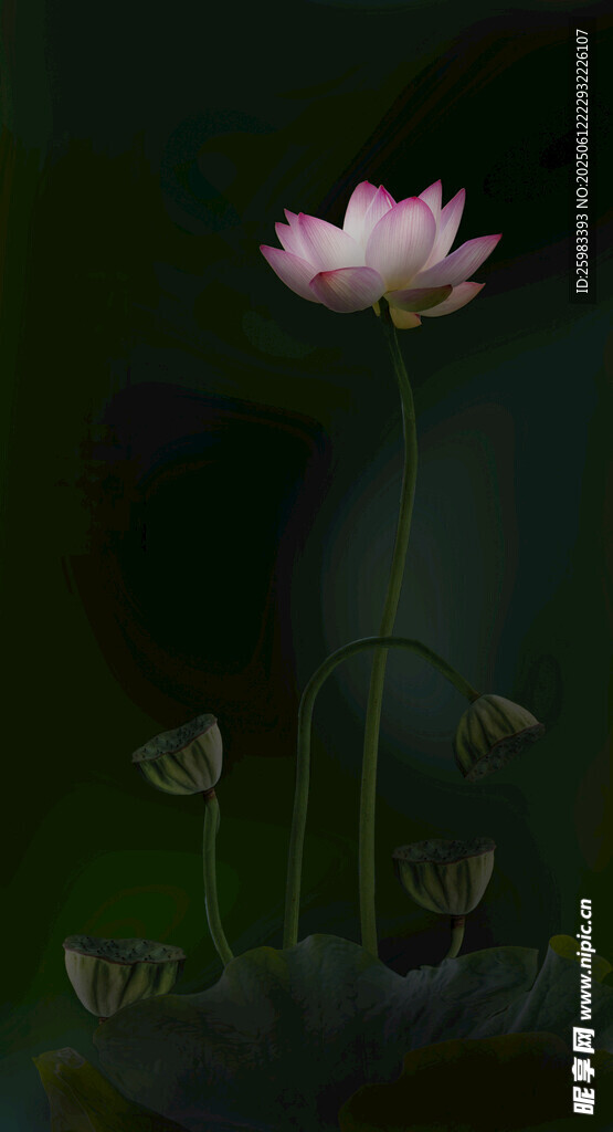 荷花