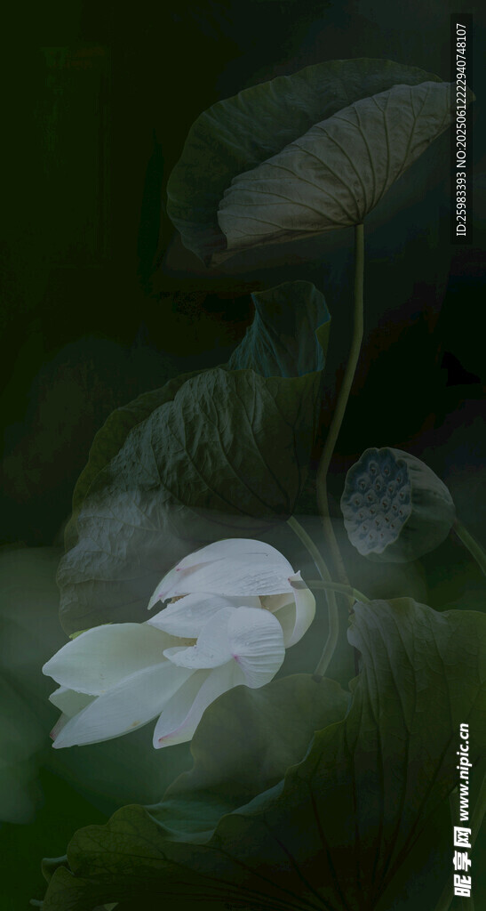 荷花