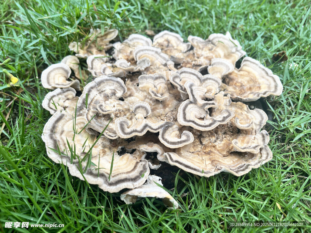草地上的簇生蘑菇