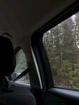 车内视角看窗外茂密树林